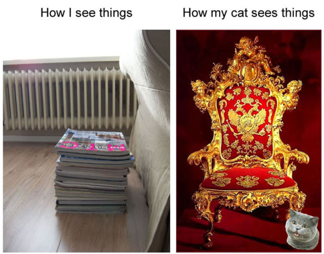 A Cat’s Perspective