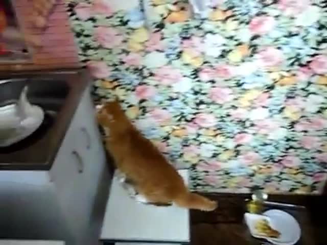 Cautious Cat vs Living Fish 