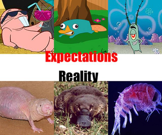 Expectations Meet Reality