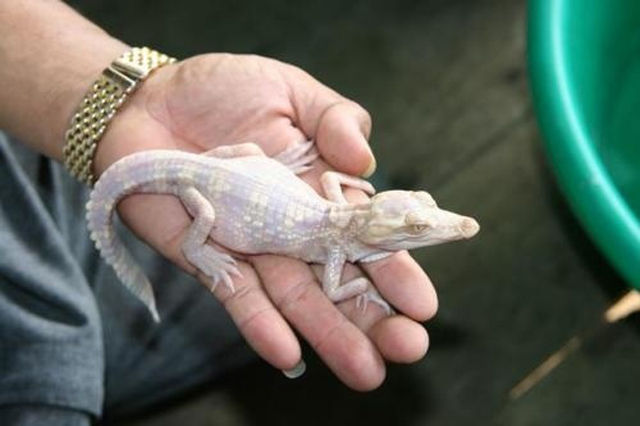 Great Pictures of Albino Animals