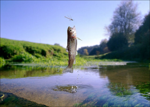 How Trout Catches Its Prey