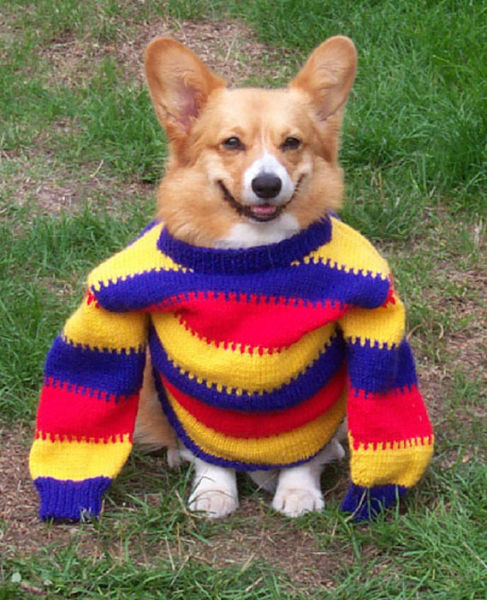 What Corgis Like the Most