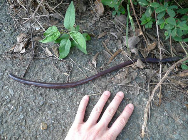 Australian Giant Earthworm