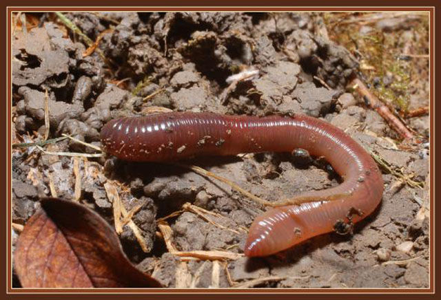 Australian Giant Earthworm