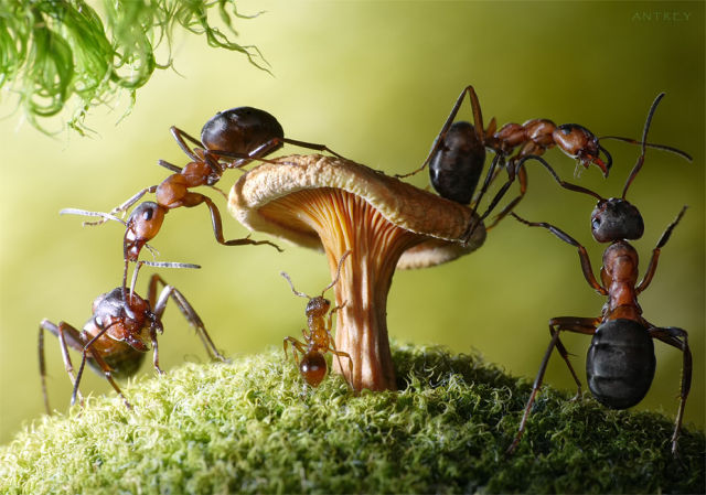Fascinating Life of Ants