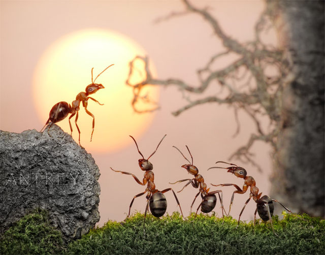Fascinating Life of Ants