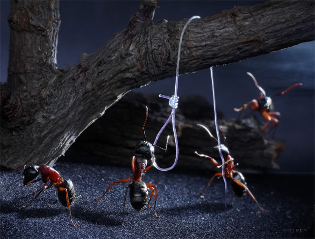 Fascinating Life of Ants