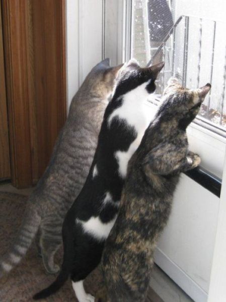 Tres gatos miran por la ventana de su casa 