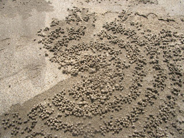 Spectacular Sand Pictures Left by Crabs