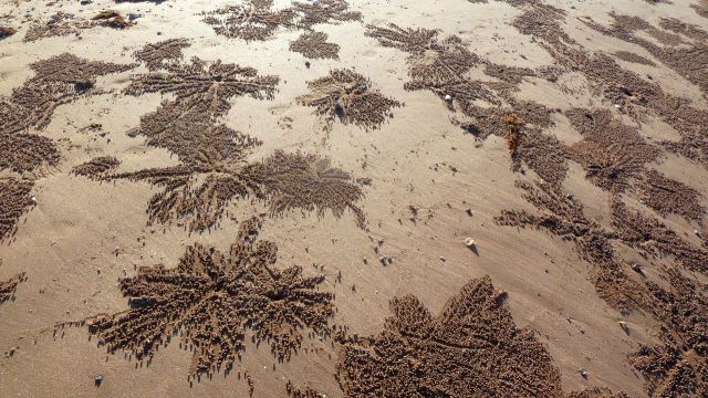 Spectacular Sand Pictures Left by Crabs