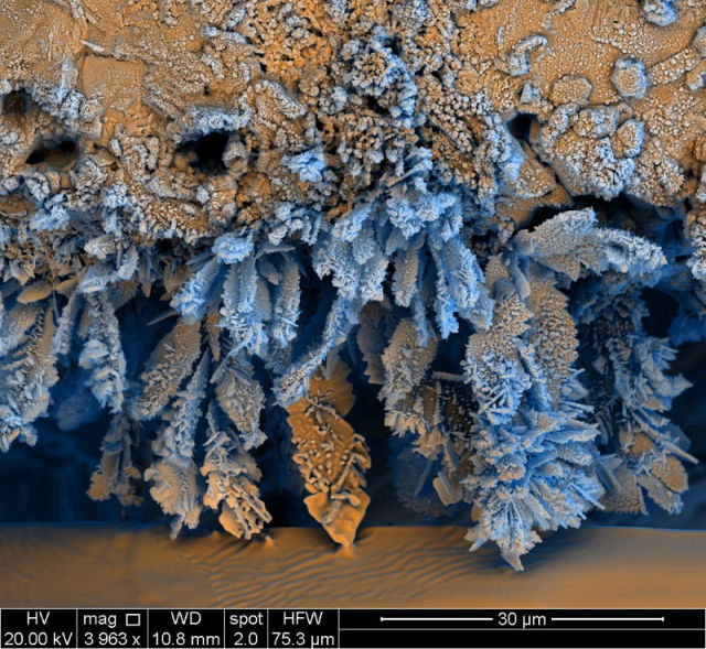 Amazing World of Microphotography