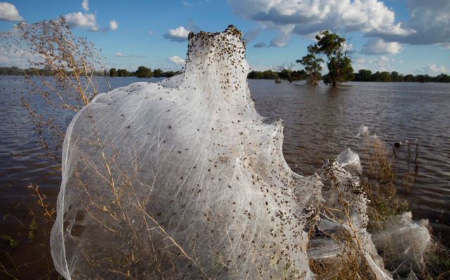 Spider Invasion in Australia