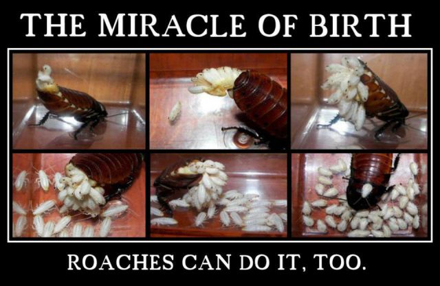 demotivational the miracle of birth