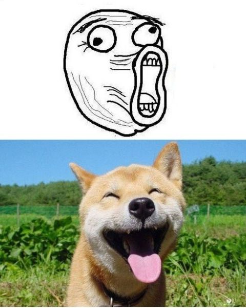 Matched Dog and Rage Face Memes