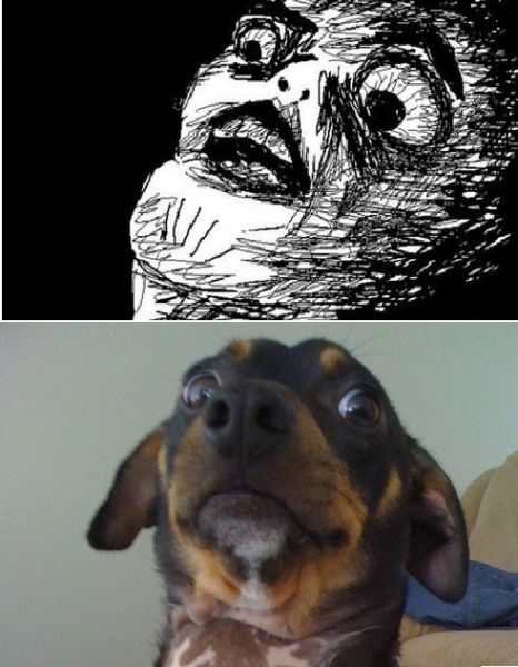 Matched Dog and Rage Face Memes