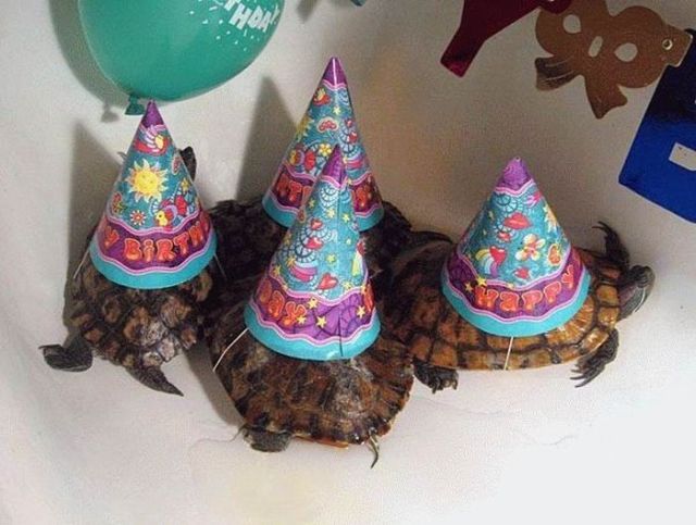 Animals Having Party