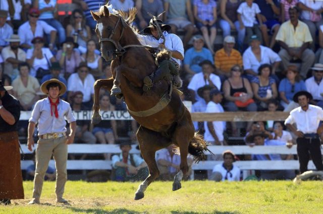 Untamed Horses Throw Off Their Riders
