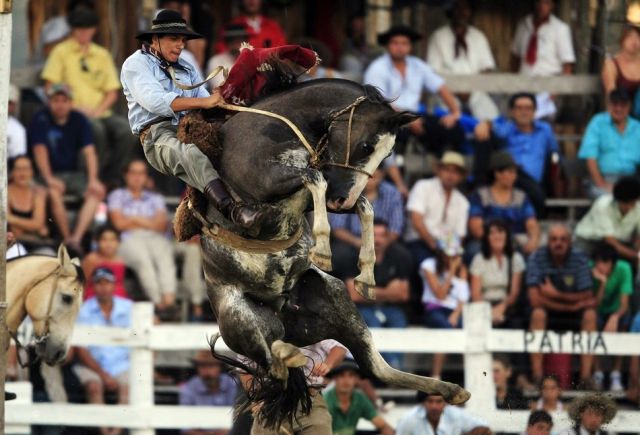 Untamed Horses Throw Off Their Riders