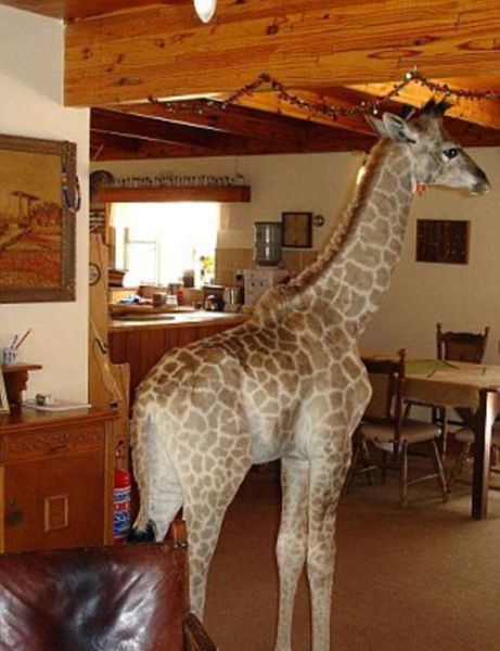 Pet Giraffe from South Africa
