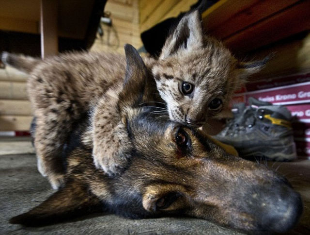 Dog Adopts Three Lynx Cubs
