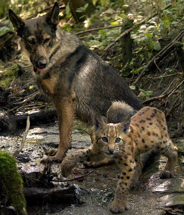 Dog Adopts Three Lynx Cubs