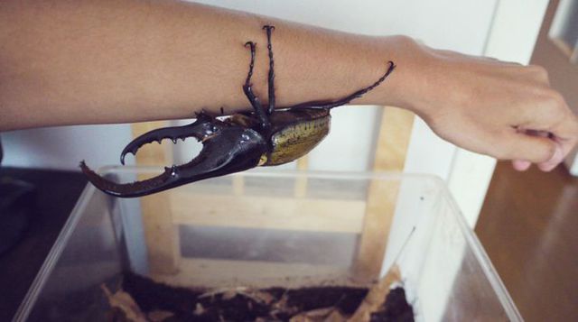 The Life of a Hercules Beetle in Pictures