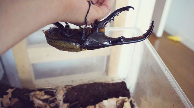 The Life of a Hercules Beetle in Pictures