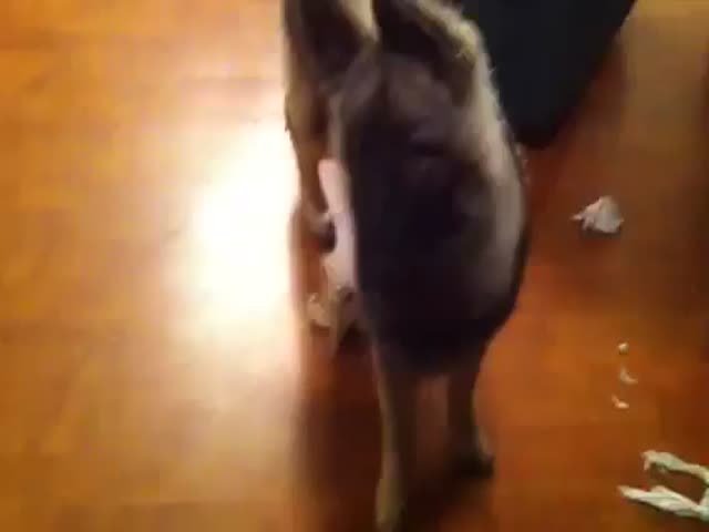 Guilty Dog Sends Himself to His Room 