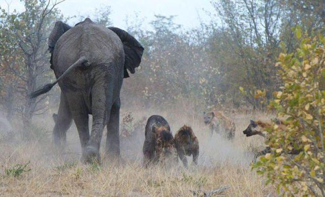 Elephant Fights a Pack of Hyenas
