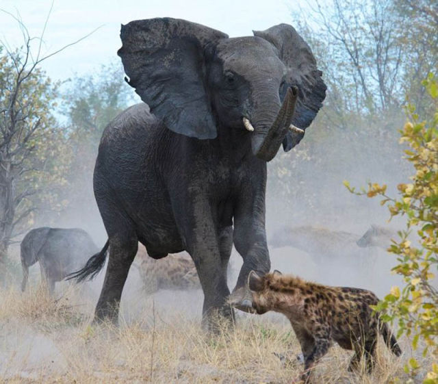 Elephant Fights a Pack of Hyenas