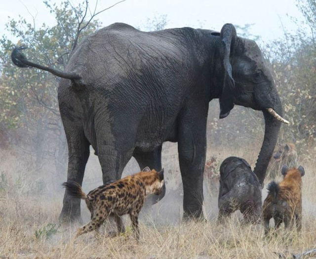 Elephant Fights a Pack of Hyenas