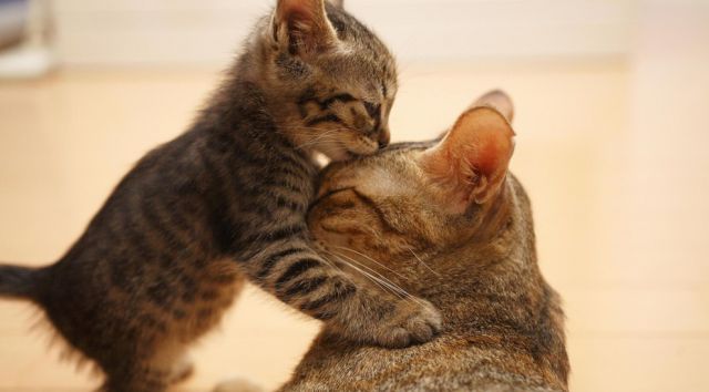 Awww, Adorable Kittens