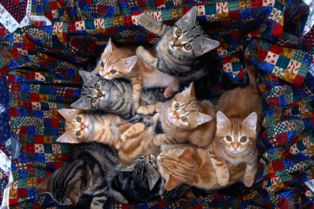 Awww, Adorable Kittens
