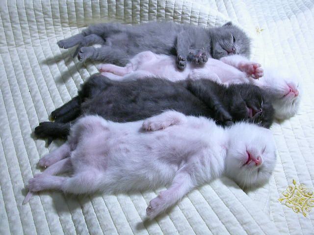 Awww, Adorable Kittens