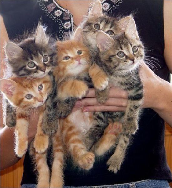 Awww, Adorable Kittens