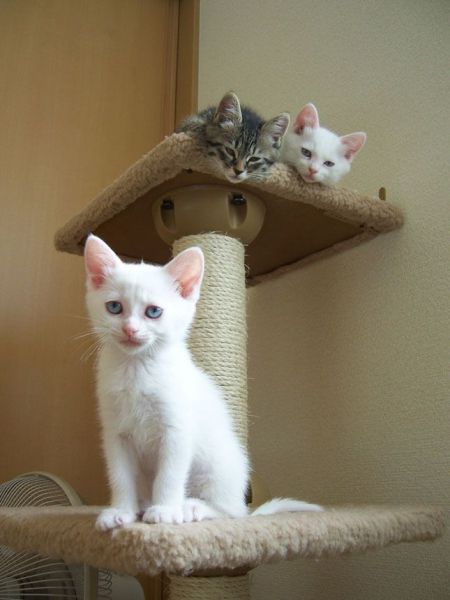 Awww, Adorable Kittens