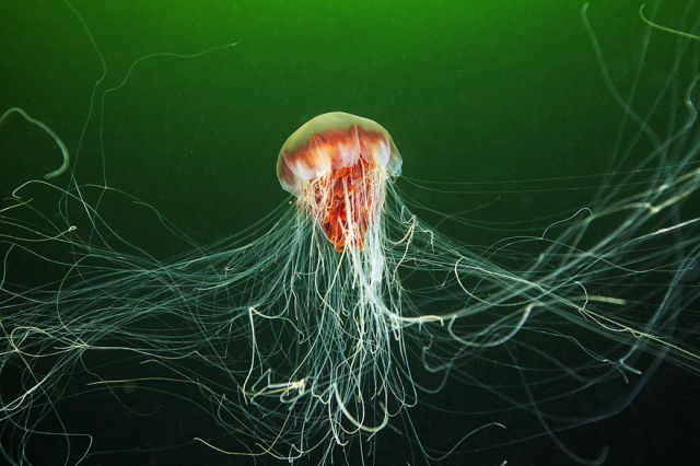 Stunning Photos of the Underwater Life