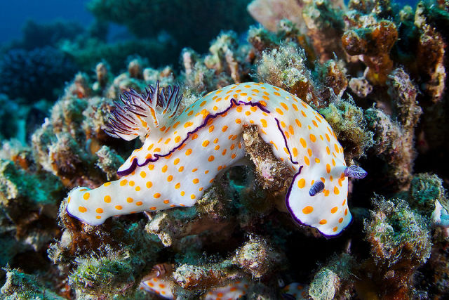 Stunning Photos of the Underwater Life