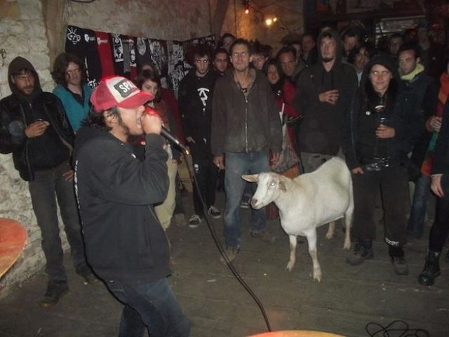 Goat Jamming to Punk Rock