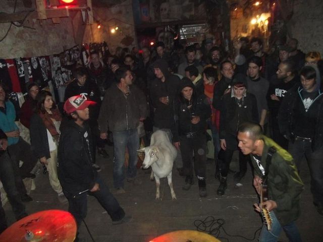 Goat Jamming to Punk Rock