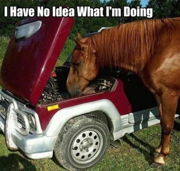 “I Have No Idea What I’m Doing” Meme (20 pics) - Izismile.com