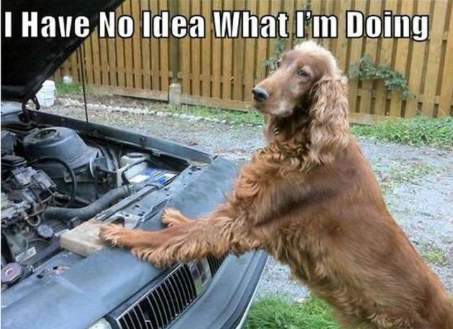 “I Have No Idea What I’m Doing” Meme (20 pics) - Izismile.com