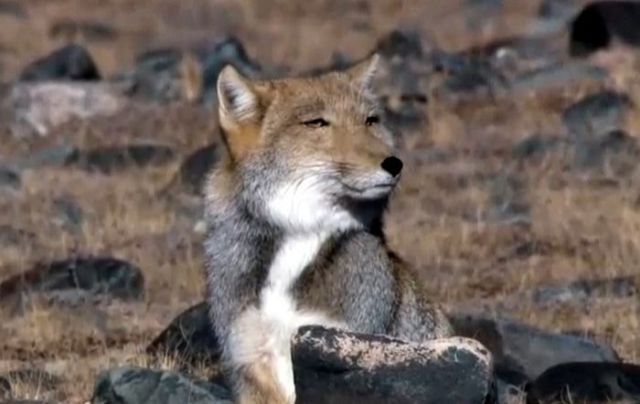 Piercing Stare of the Tibetan Fox