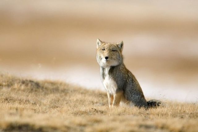 Piercing Stare of the Tibetan Fox