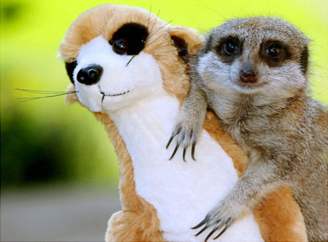 Animals with Their Stuffed Toy Counterparts