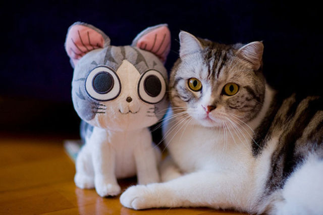 Animals with Their Stuffed Toy Counterparts