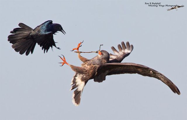 Perfectly Timed Animal Pictures