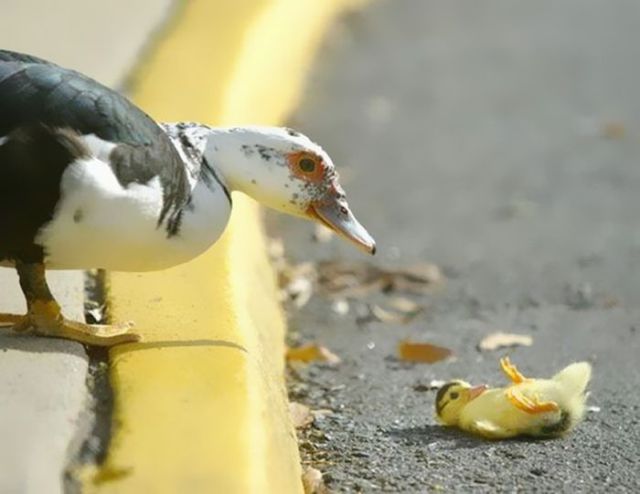 perfectly timed animal photos