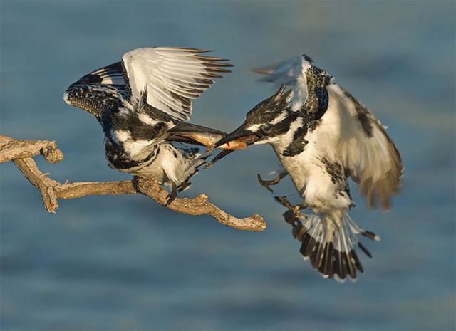 Perfectly Timed Animal Pictures