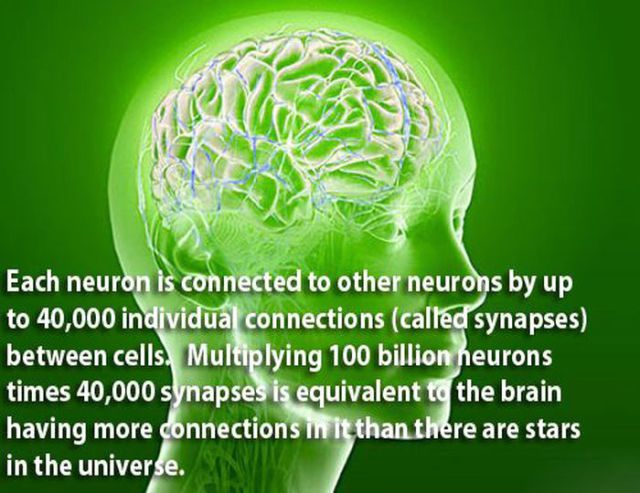Curious Facts about Our Brain